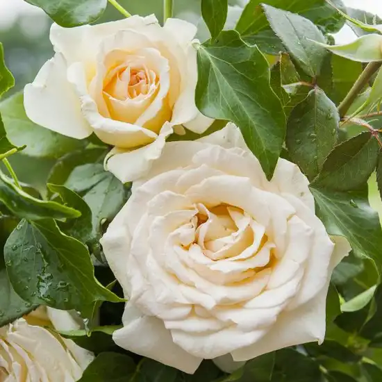 Trandafiri hibrizi Tea - Trandafiri - Christophe Dechavanne ® - 